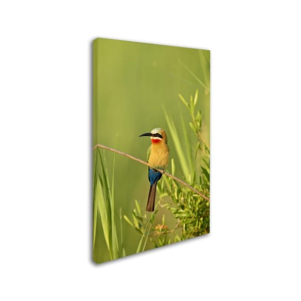 Robert Harding Picture Library 'Colorful Birds' Canvas Art,22x32